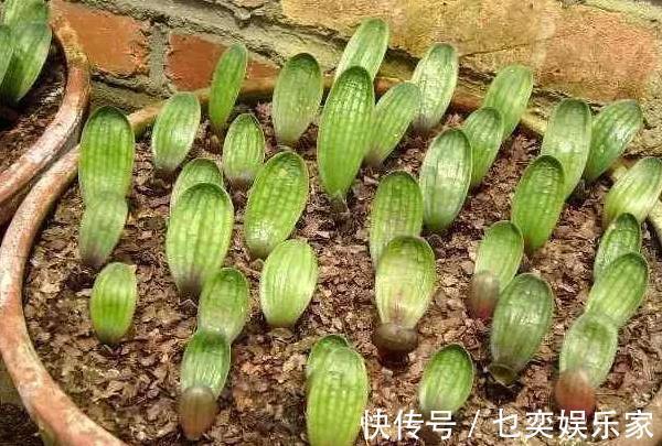 3种花“太值钱”,不用去买,将“枝叶”拿来扦插,在4月就生根