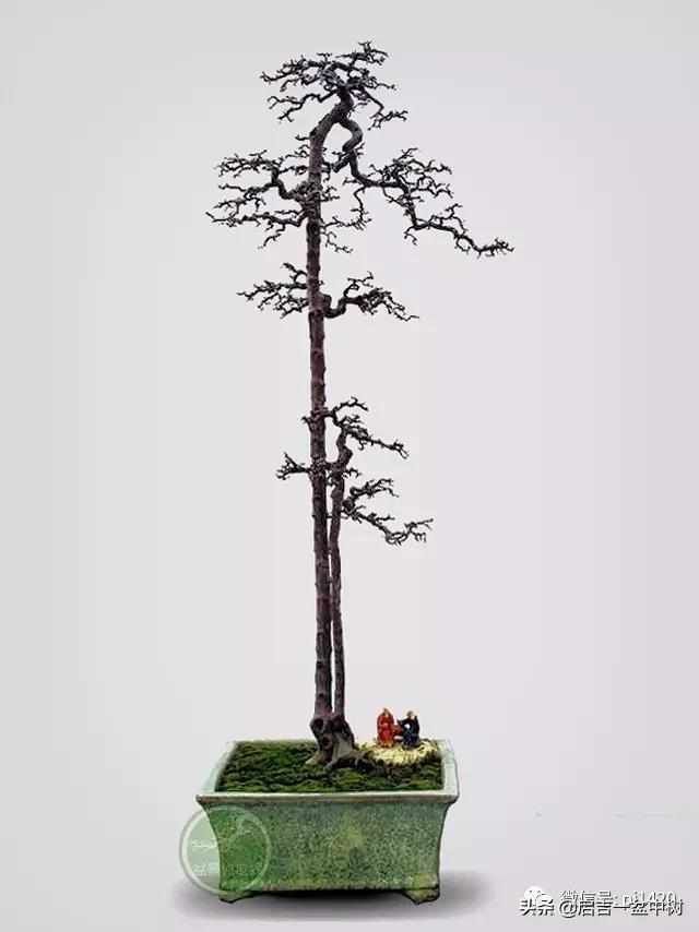 一粗一细|盆景双杆,一高一矮、一粗一细,苍龙教子之势