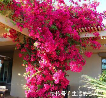 烂根|10种花怕“积水”,养不好,90%是浇水太多,别忽视