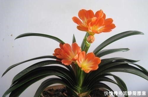 盆底|君子兰要怎么浇水注意“1点”,叶片多,长得旺,开花开疯了!