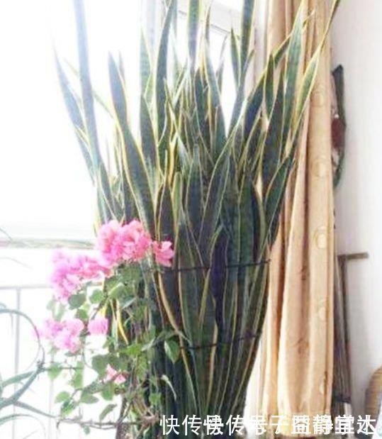 4种花养家里,空气1级棒,吸甲醛、杀病菌,还有助于睡眠!