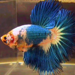 |搞笑GIF:小姐姐,你该减减肥了吧