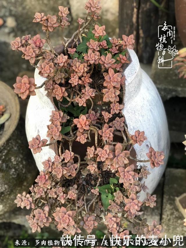 多肉,一位来自神奇大自然的良师益友!