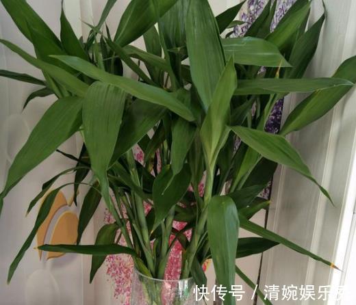 3种“转运”树，再贵也要买1盆，放在客厅，有“保安康”的寓意！