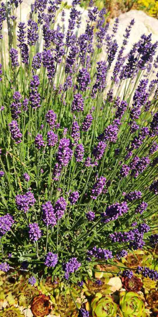 金银花|家里养盆“杀菌花”，净化空气效果好，冬天室内必备植物