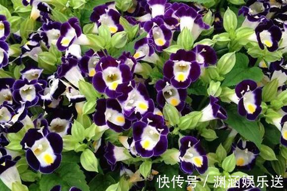 天热阳台该种植什么花15种''抗晒''植物，盆栽赏花不犯愁
