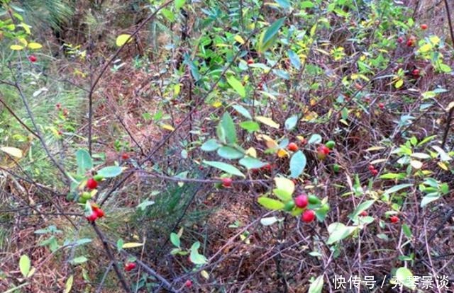 常见|这种野草很常见,皇帝给它取名“紫金鞭”,但是很多人却不敢碰它