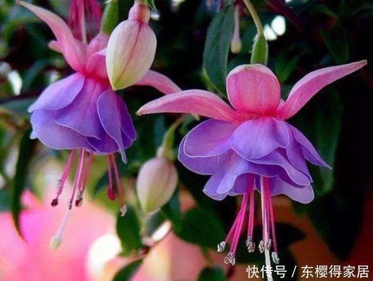 阳台养这种花,绽放漂亮花朵,开花一茬又一茬