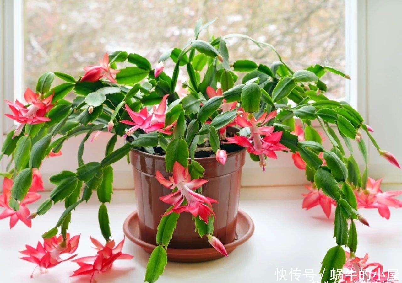 不同环境适合养的盆栽花卉，选合适自己的开花植物很重要