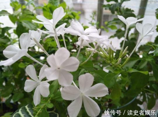  雪花|以前只知道有蓝雪花，原来还有白雪花、红雪花，你都见过吗