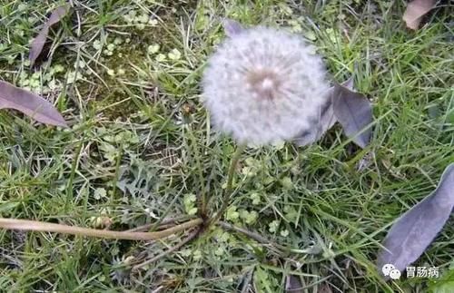 蒲公英——献身喜作医人药，无意芳名遍万家