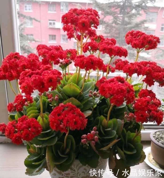 养长寿花，按照“季节”合理“晒太阳”，新芽多，开花就爆盆