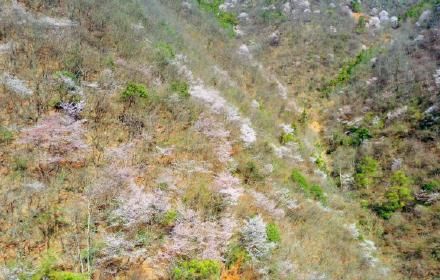 老年|漫山花开遍层林尽春色