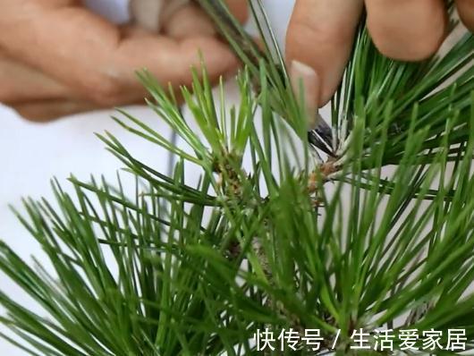 松针|玩盆景不玩松到老一场空，不懂造型，修剪，到老还是空空空