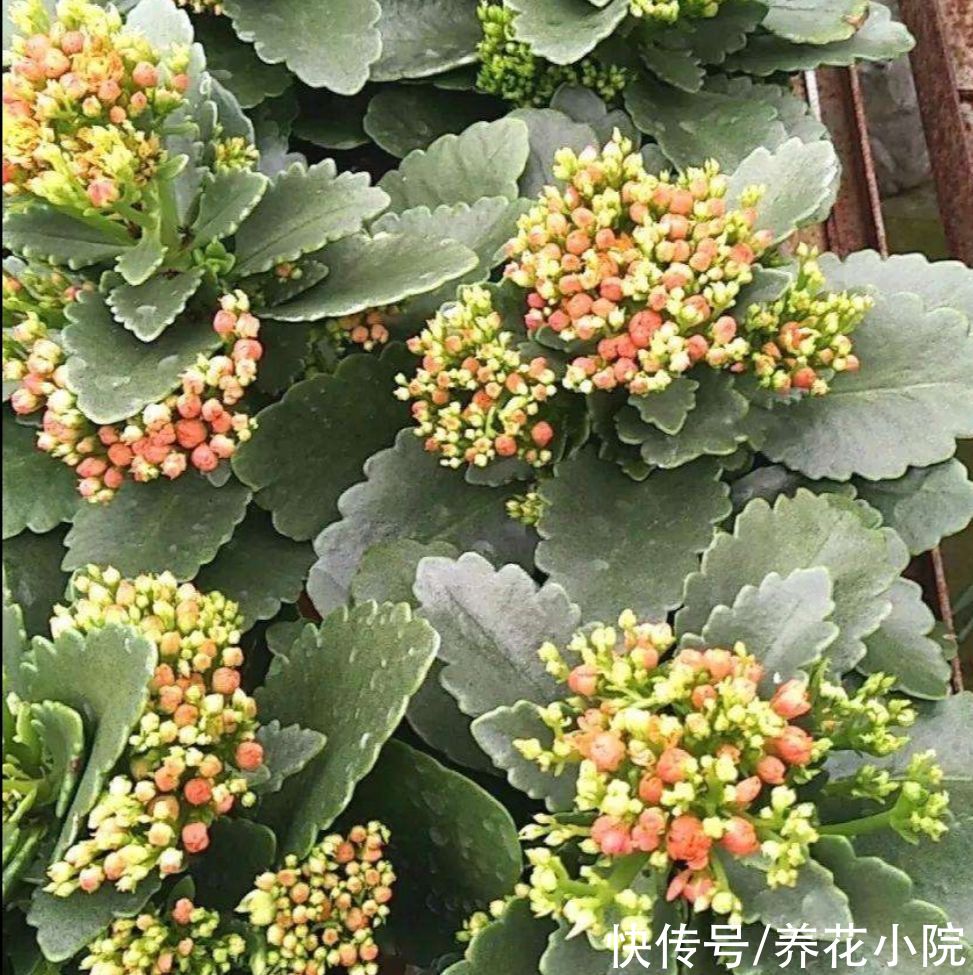  磷酸二氢钾|养长寿花，花盆里放3种“小东西”，花苞长满枝头