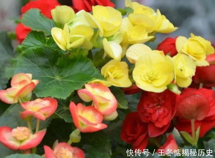 4种花是“开花机器”,全年开花不断,养花首选,1盆能开100朵花