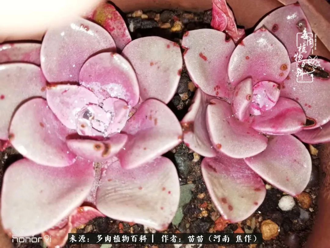 迷上多肉后,有一种喜欢叫一日看三回!