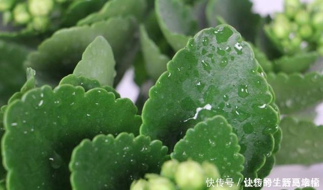 花友们|这4类花不能喷水,喷了就烂,快停手!这4类花不能喷水,喷了就烂,快停手!