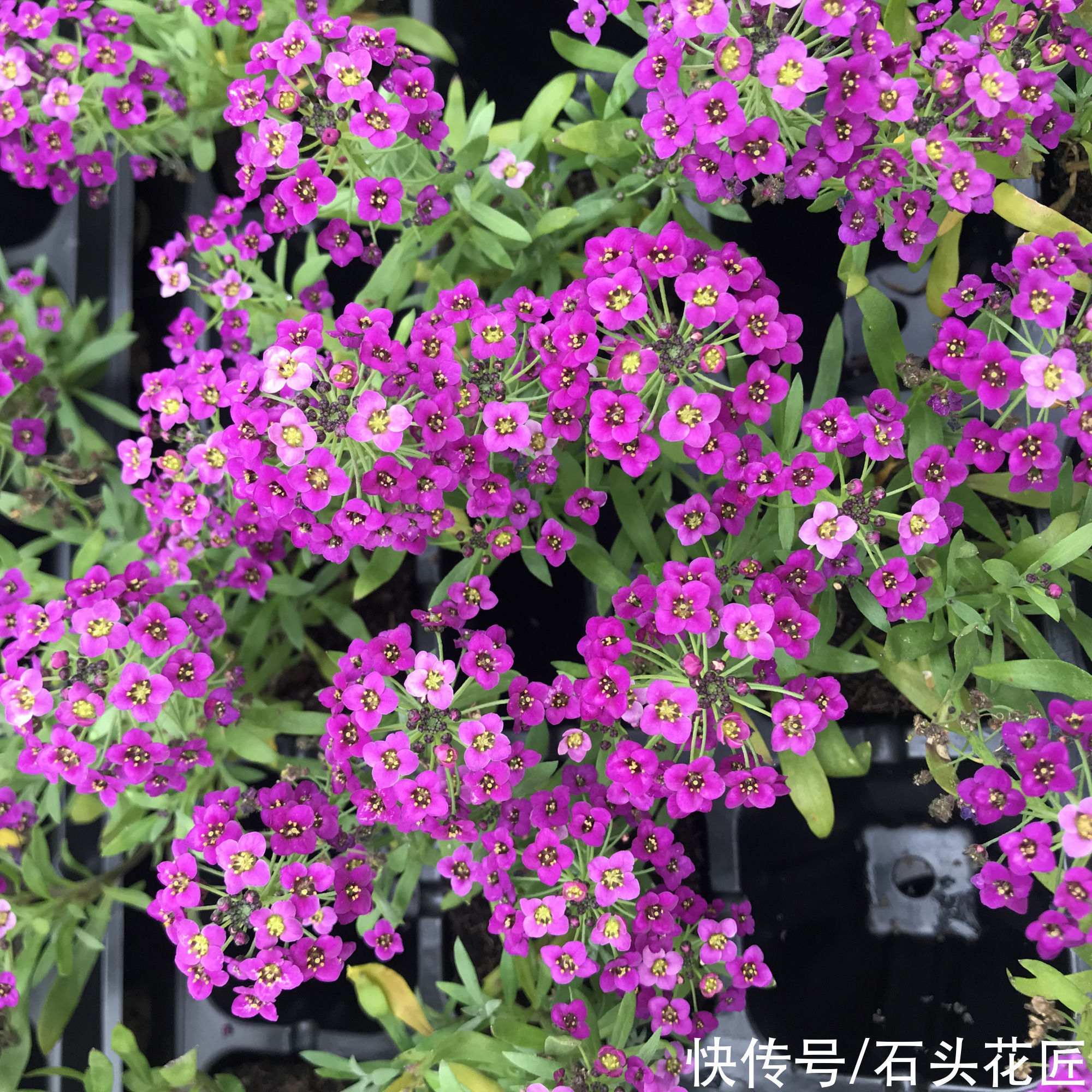 天气越热,越能开爆盆的“5种花”,阳台各养1盆开花上千朵