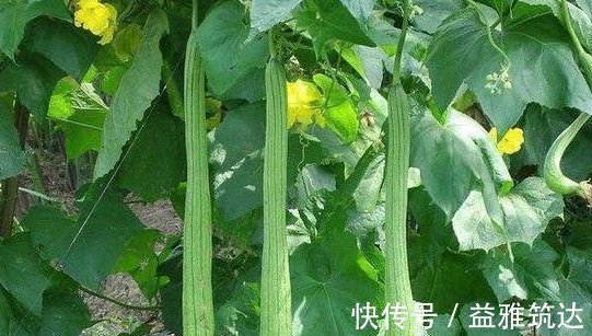 丝瓜肉|吃丝瓜能抗癌止咳,但效果最好的地方都被扔了,后悔现在才知道