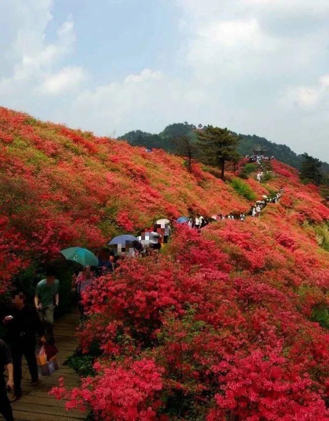 人间四月天，麻城看杜鹃！龟峰山十万亩古杜鹃盛开迎五一