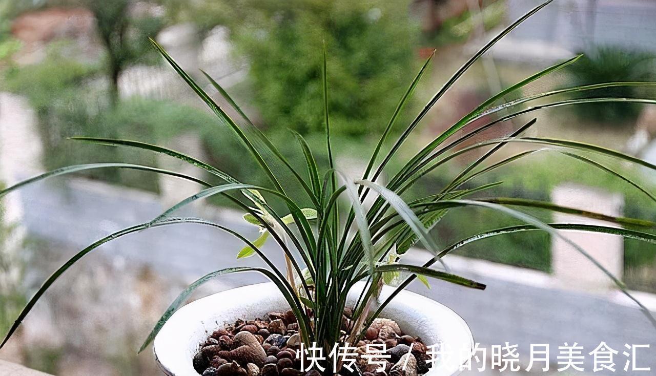 兰花娇气不好养,牢记三不二多,不停爆叶花开刹不住