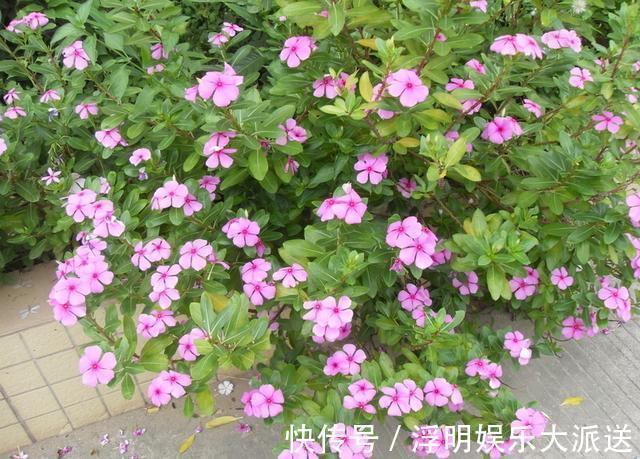 养花就养3种花,随便养养就爆盆,一开300多天,全年不断花!