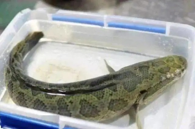 秋天变冷,黑鱼就不吃饵了?按我说的做,黑鱼连杆上!