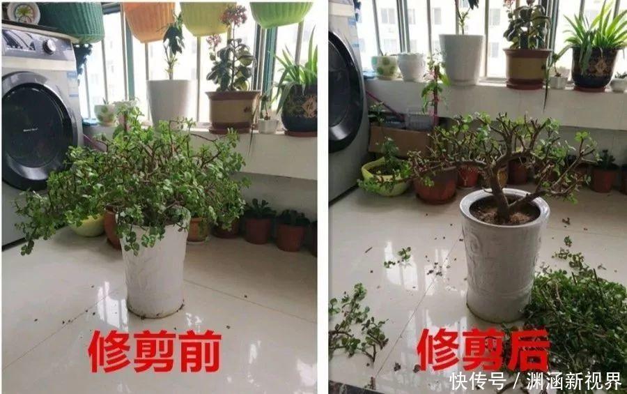 浇水|会养花的人都选它，耐旱又好活，2年养成小树桩！