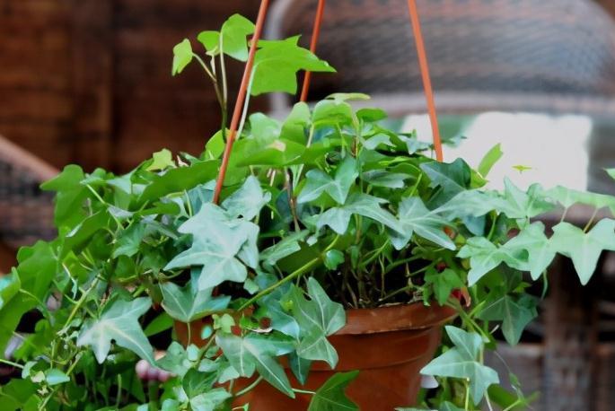 北方下雪了，家里养3盆花，空气一级棒，叶片绿油油