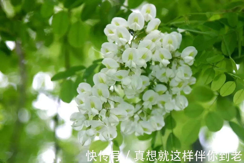 颈淋巴结核|这六种野菜在农村都十分稀少，药用价值极高，更是有防癌的奇效