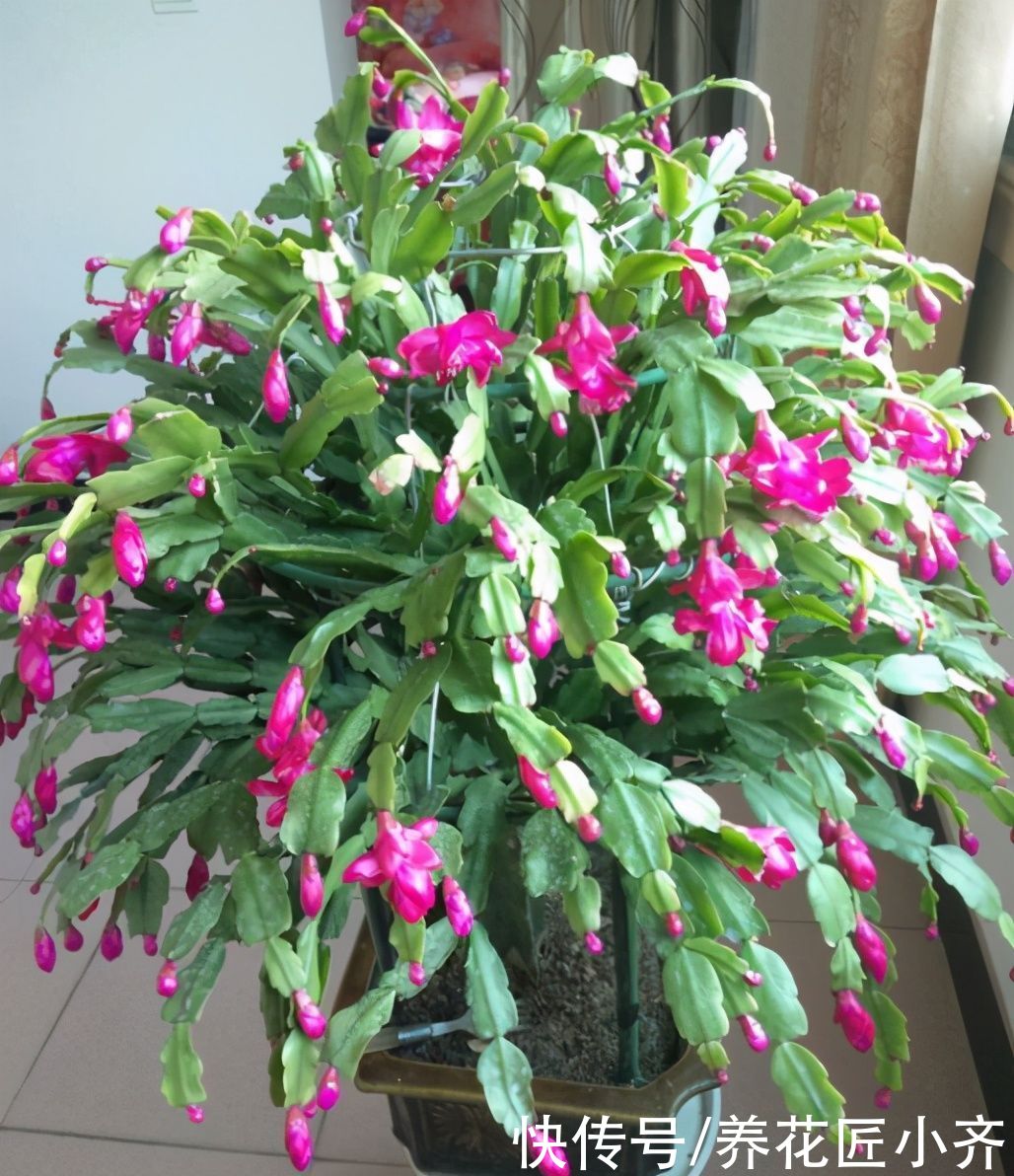 前提|蟹爪兰夏季也生长，只要做好一个“前提”，再合理养护就可以