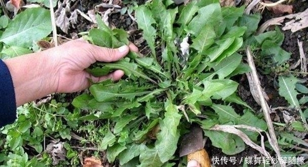 蒲公英|农村这个野草,人称它为蒲公英,还是珍贵的野菜