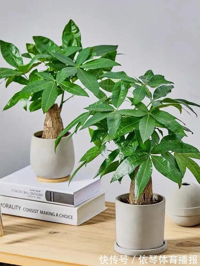 办公室|五种小盆栽,耐阴又好养,办公室养几盆,增财运、旺事业