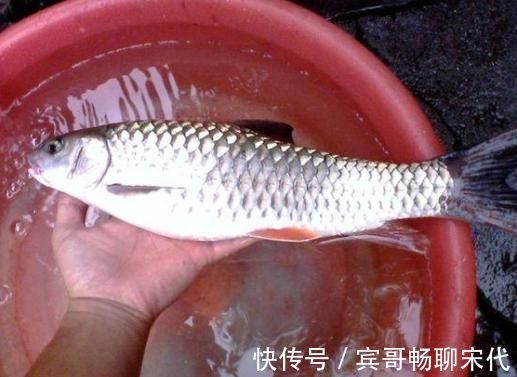 黄娟鱼|神似草鱼爱吃肉,个头不大力气大,背上还藏倒刺,被称为淡水之王