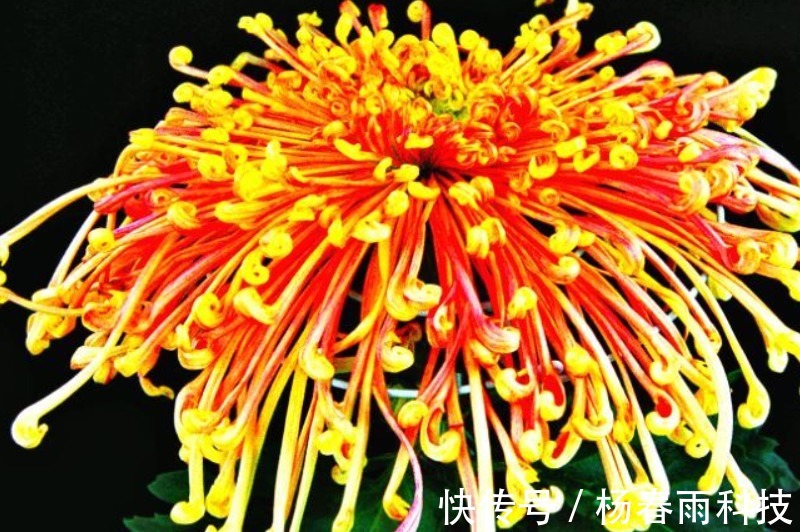 菊花|喜欢菊花,不如养盆“菊之珍品”,似金丝玉蝶,高贵典雅