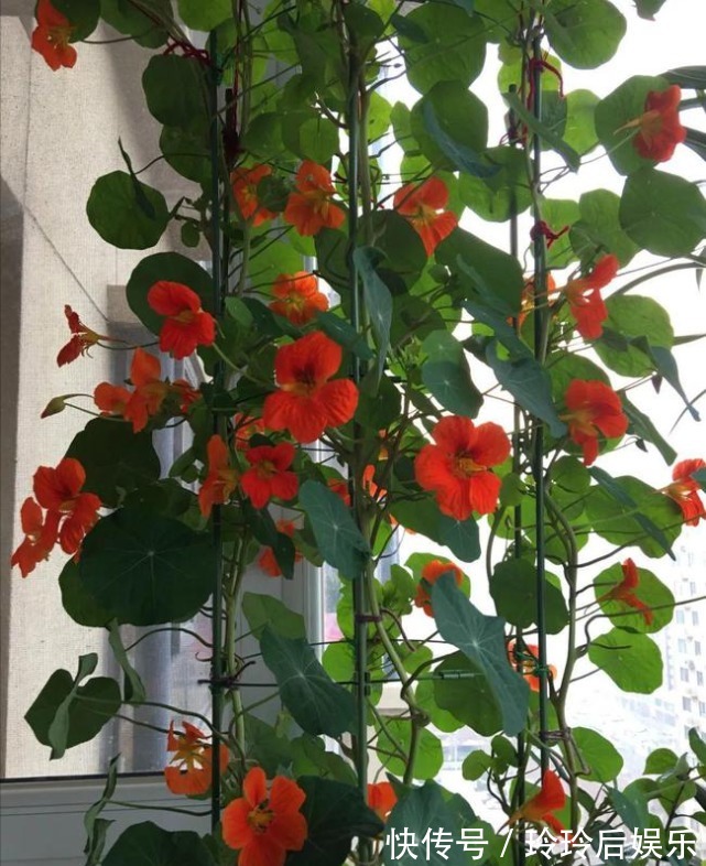 瀑布|颜值超高的漂亮花,好养易活颜值高,容易开成花墙瀑布