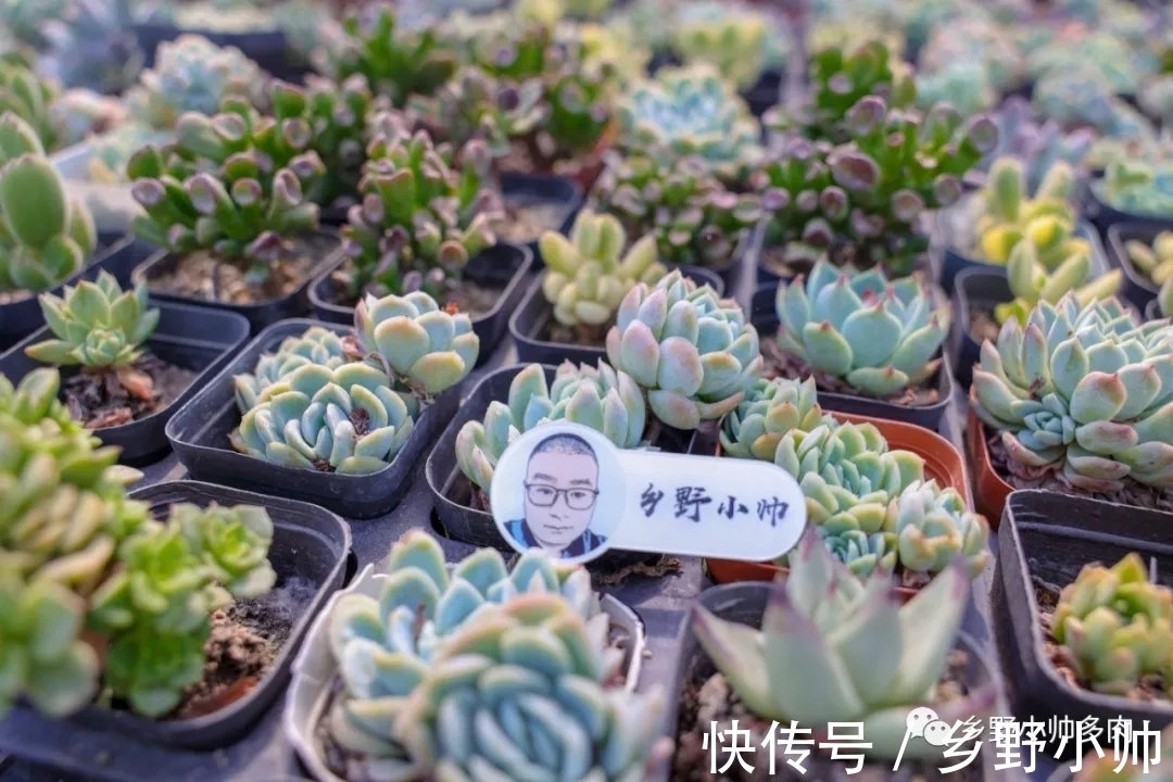 多肉|做好这几点，多肉养个两三年，变成大老桩