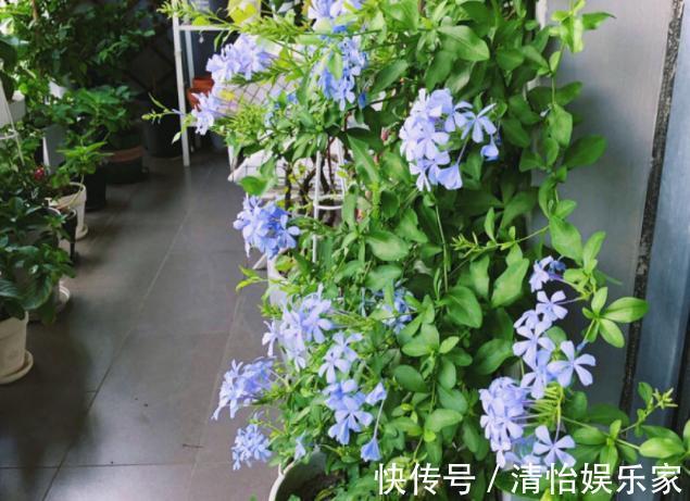 成本|花农养花为啥成本这么低学会用小苏打，几十盆都花不了2块钱