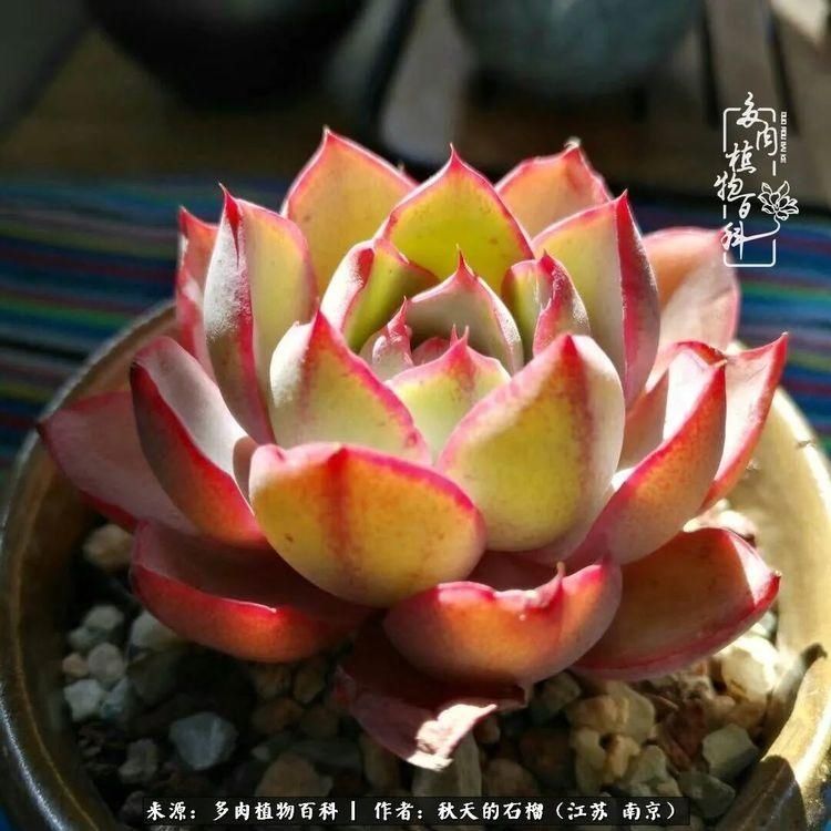 渡劫归来的肉肉,谁是谁的前世,谁又成了谁的今生