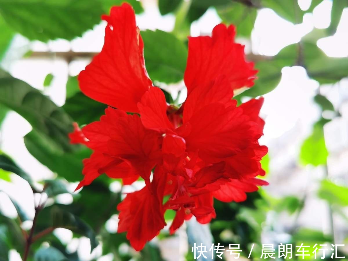 一年四季都开花的植物,养一盆性价比特高,还好养