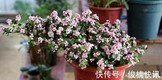 家中养一盆金枝玉叶,满足这些条件,还能开花,长成传家宝