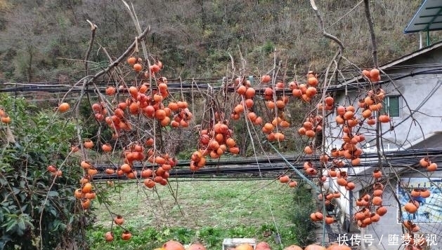 称为|我国临近黄河一村庄，被称为“柿子人家”，靠柿子发家