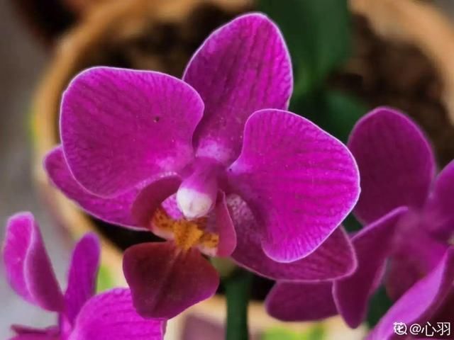 仙客来|公认难养的20种花,养一盆死一盆,下次还敢买