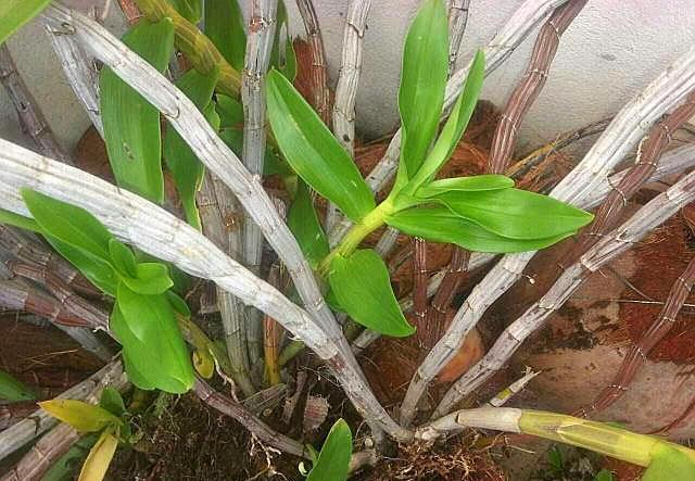 盆栽养石斛，“四点建议”送给你，石斛长势好，开花多且花期长！