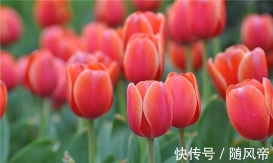 郁金香|十大不能家养的植物 最香的花可以导致神经衰弱