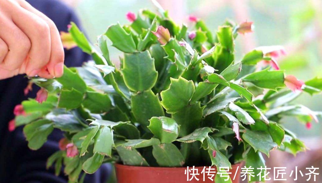 秋季3种花要补肥,但不是用促花肥,要合理施肥,才能开花爆盆