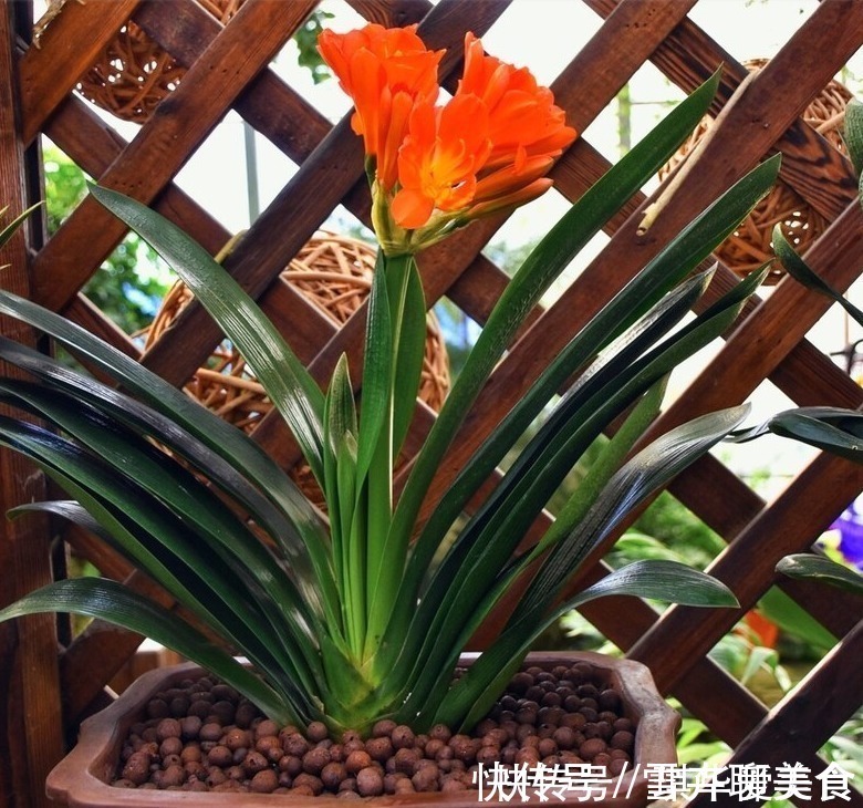 花期|“春不出，夏不晒，秋不干，冬不湿”，君子兰的四季莳养