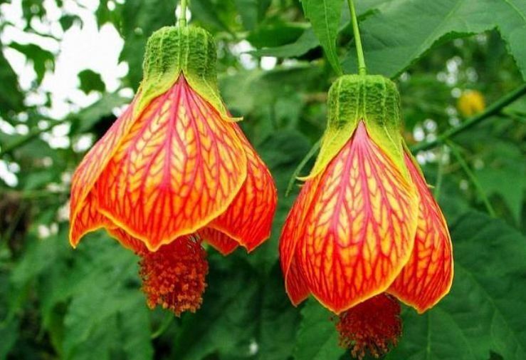 懒人养花,不养这款“不死花”,不用费心打理,花开繁盛惹人爱