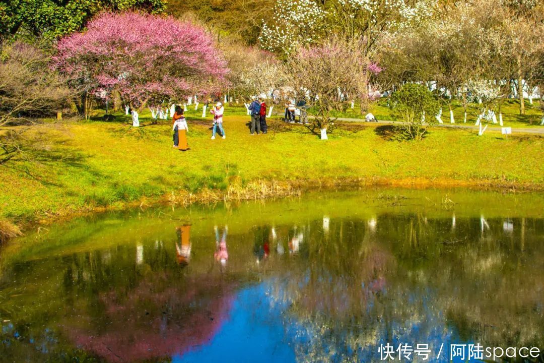 老年|阳春三月，最美不过“水中花”，这样的风景你注意过吗？